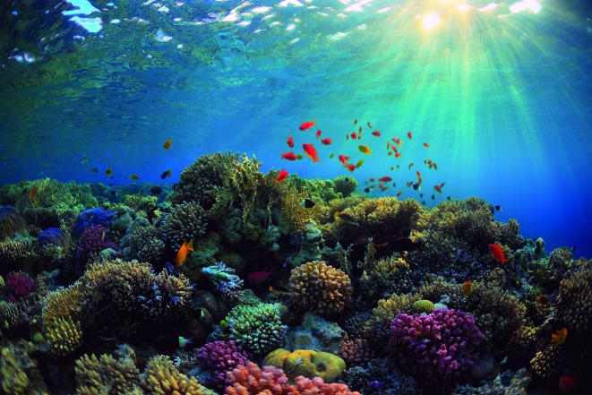 Dia de los arrecifes de coral