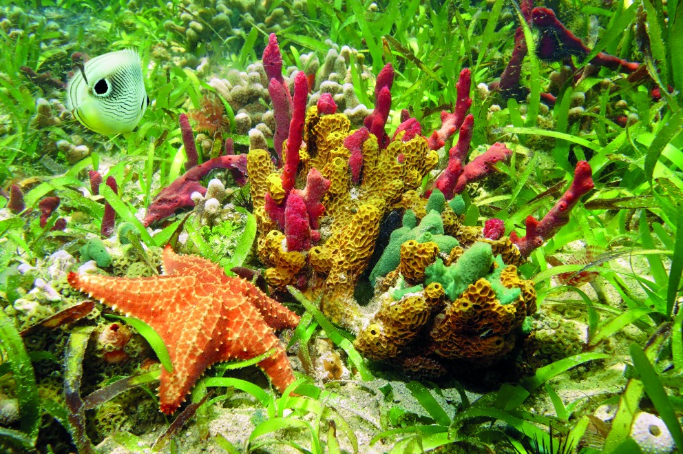 Dia de los arrecifes de coral