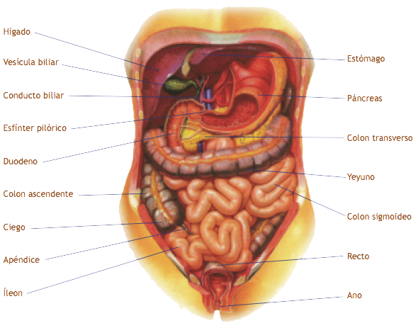 Sistema-digestivo