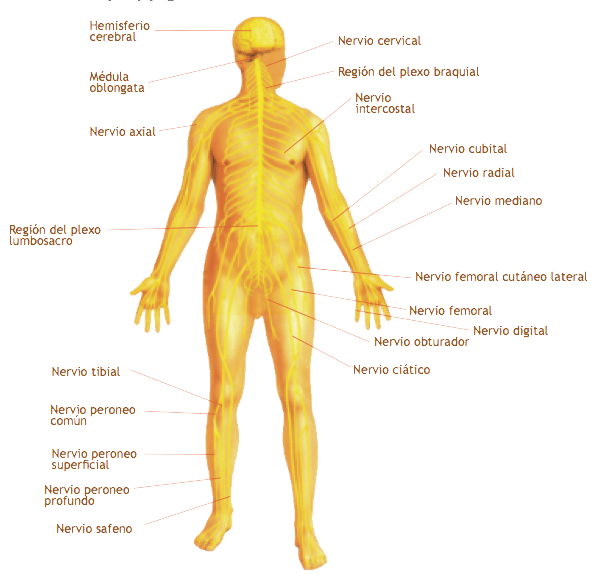 Sistema-nervioso