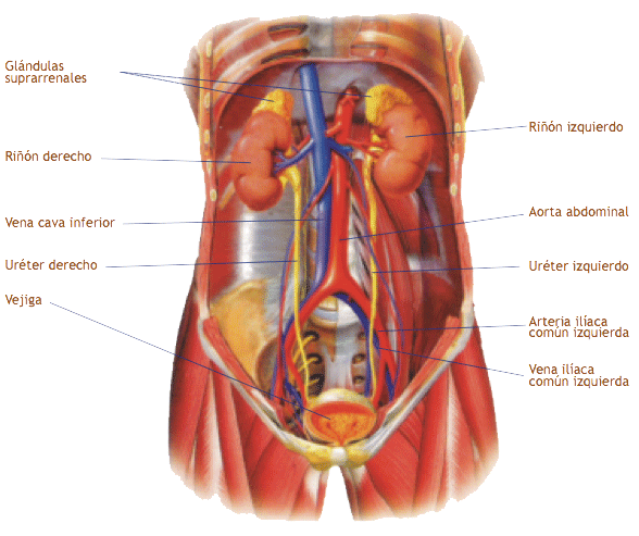 Sistema-urinario